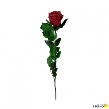 Rosa Eterna Preservada De Color Rojo 35cm