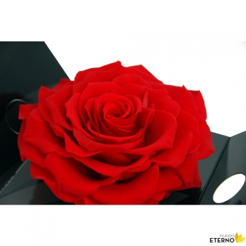 Rosa Eterna Preservada De Color Rojo King