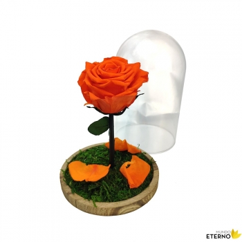 Rosa Eterna Preservada De Color Naranja Cúpula