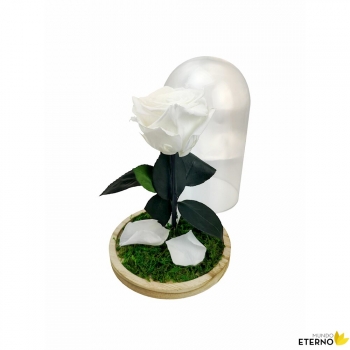 Rosa Eterna Preservada De Color Blanco Cúpula