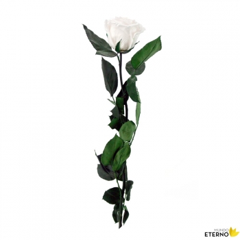 Rosa Eterna Preservada De Color Blanco 35cm