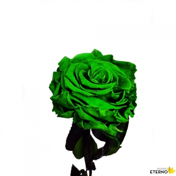 Rosa Eterna Preservada De Color Verde 55cm