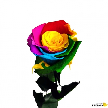 Rosa Eterna Preservada De Color Multicolor 55cm