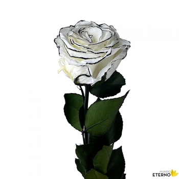 Rosa Eterna Preservada De Color White Shadow 35cm