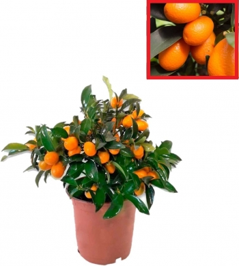 Calamondin- Naranjo Enano Chino - Kumkuat Planta Natural (citrus Fortunella) - (altura 35 Cm Aprox