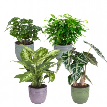 Plantas De Interior – 4 × Ficus Green Kinky, Coffee Plant, Alocasia, Dieffenbachia – Altura: 25 Cm