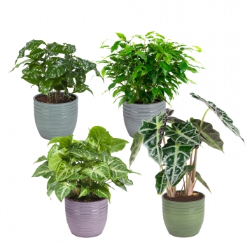 Plantas De Interior – 4 × Ficus, Coffea, Alocasia, Syngonium – Altura: 25 Cm