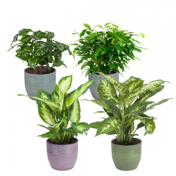 Plantas De Interior – 4 × Ficus Green Kinky, Coffea, Dieffenbachia Compacta, Dieffenbachia Camilla – Altura: 25 Cm