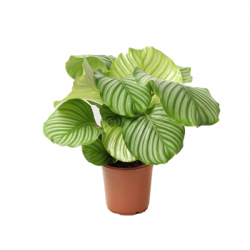 Planta De Interior – Marantaceae – Altura: 55 Cm