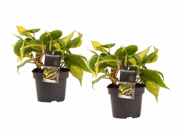 Plantas De Interior – 2 × Philodendron Scandens – Altura: 15 Cm