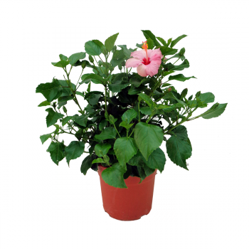 Flor – Hibiscus – Altura: 40 Cm