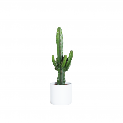 Cactus Y Suculento – Euphorbia Candelabro – Altura: 80 Cm