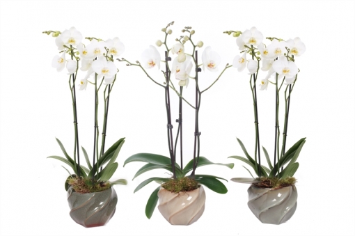 Orquídeas – 3 × Orquídea Mariposa – Altura: 60 Cm, 3 Brotes