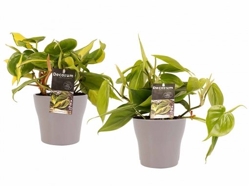 Plantas De Interior – 2 × Philodendron Scandens En Maceta Marrón Como Un Conjunto – Altura: 15 Cm