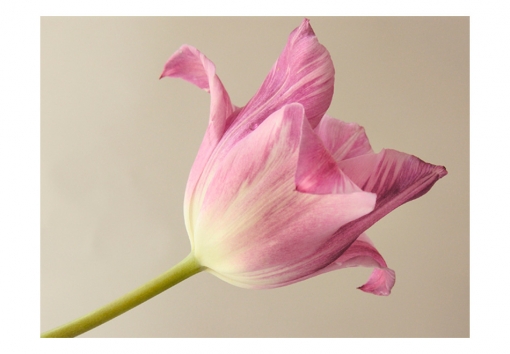 Papel Pintado 3d -  Pink Tulip (200x154 Cm)