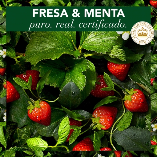 Champú purificante con fresa blanca y menta dulce para cabello graso bío:renew Herbal Essences 400 ml.